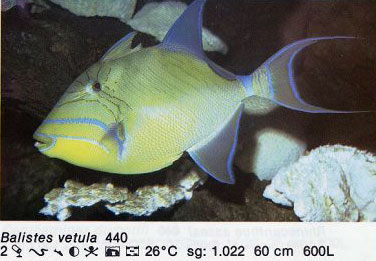 Balistes vetula